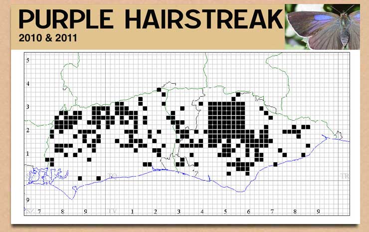 Purple Hairstreak distribution in Sussex