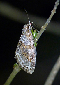 Barred Tooth-striped moth