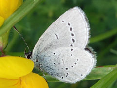 Butterfly Conservation - Sussex Branch - Branch Events
