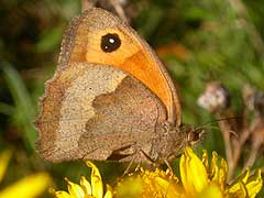 Peacock and Meadow Brown (all 22 Oct) and (below) Clanc
