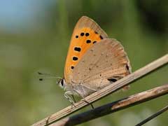 Butterfly Conservation - Sussex Branch - Sightings and 
