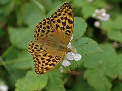 Butterfly Conservation - Sussex Branch - PAGE TITLE