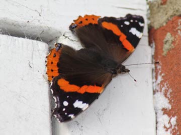 Butterfly Conservation - Sussex Branch - Sightings and 