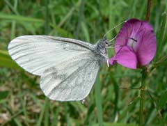 Butterfly Conservation - Sussex Branch - PAGE TITLE