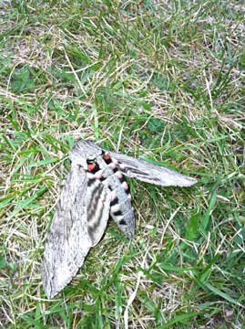 News for Tuesday 30 August: Convolvulus Hawkmoth (above