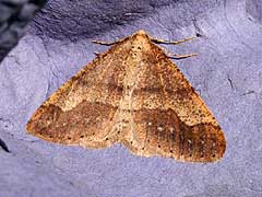 ... March Moth (21 Feb) Common Quaker