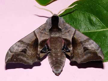 my Moth Trap at Vines Cross TQ596178 Eyed Hawkmoth and 