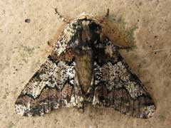 ... Clouded Drab (2), Twin-spotted Quaker (2), Small Qu