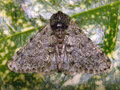 news for thurs 22 jan found this pale brindled beauty a