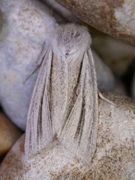 cynaeda dentalis dark tussock shore wainscot pale grass