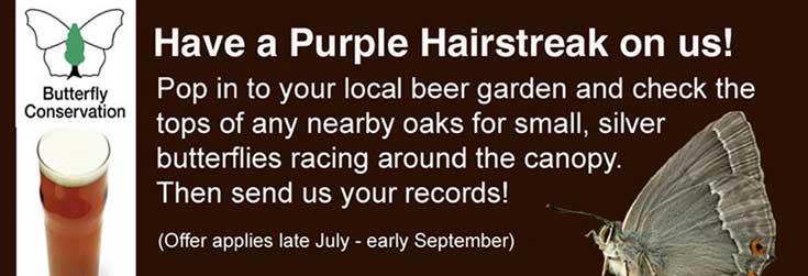 Have a Purple Hairstreak on us!