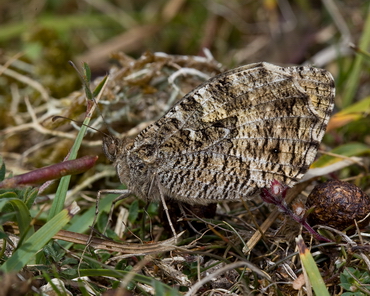 Grayling displaying excellent camouflage (Andrew Burns)