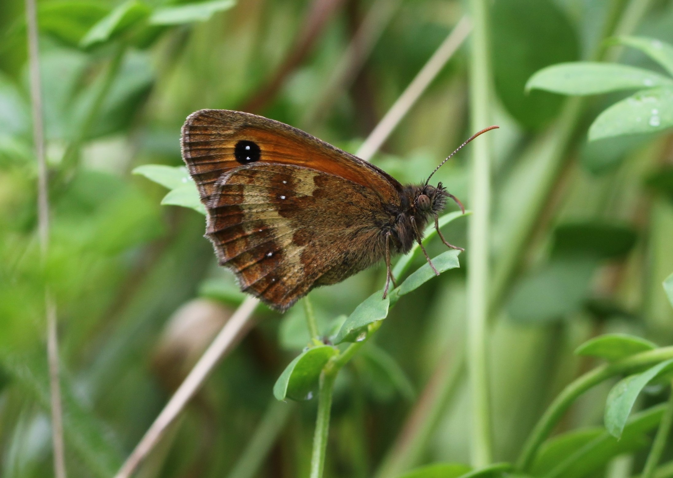 Butterfly Conservation - Sussex Branch