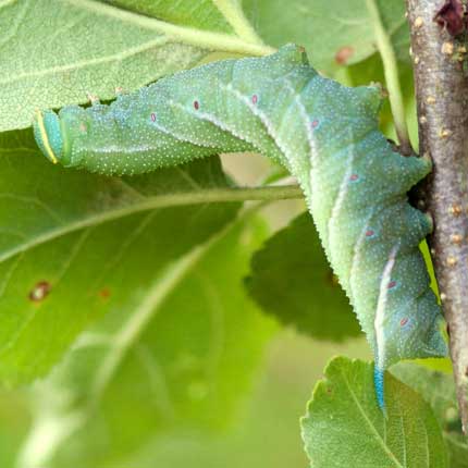Eyed Hawk-moth