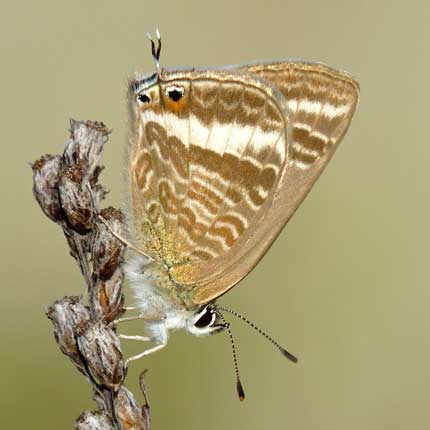 Long-tailed Blue