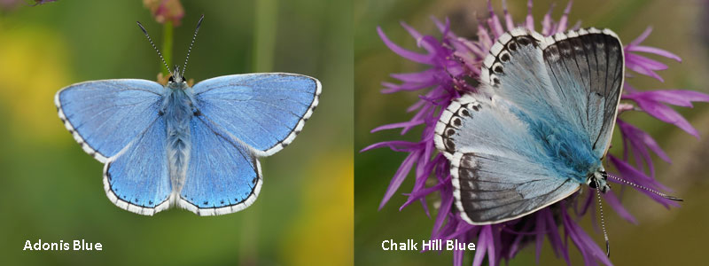 Mill Hill vegetation changes