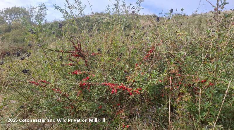 Invasive plant species on Mill Hill