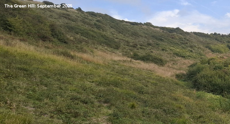 Horseshoe Vetch habitat
